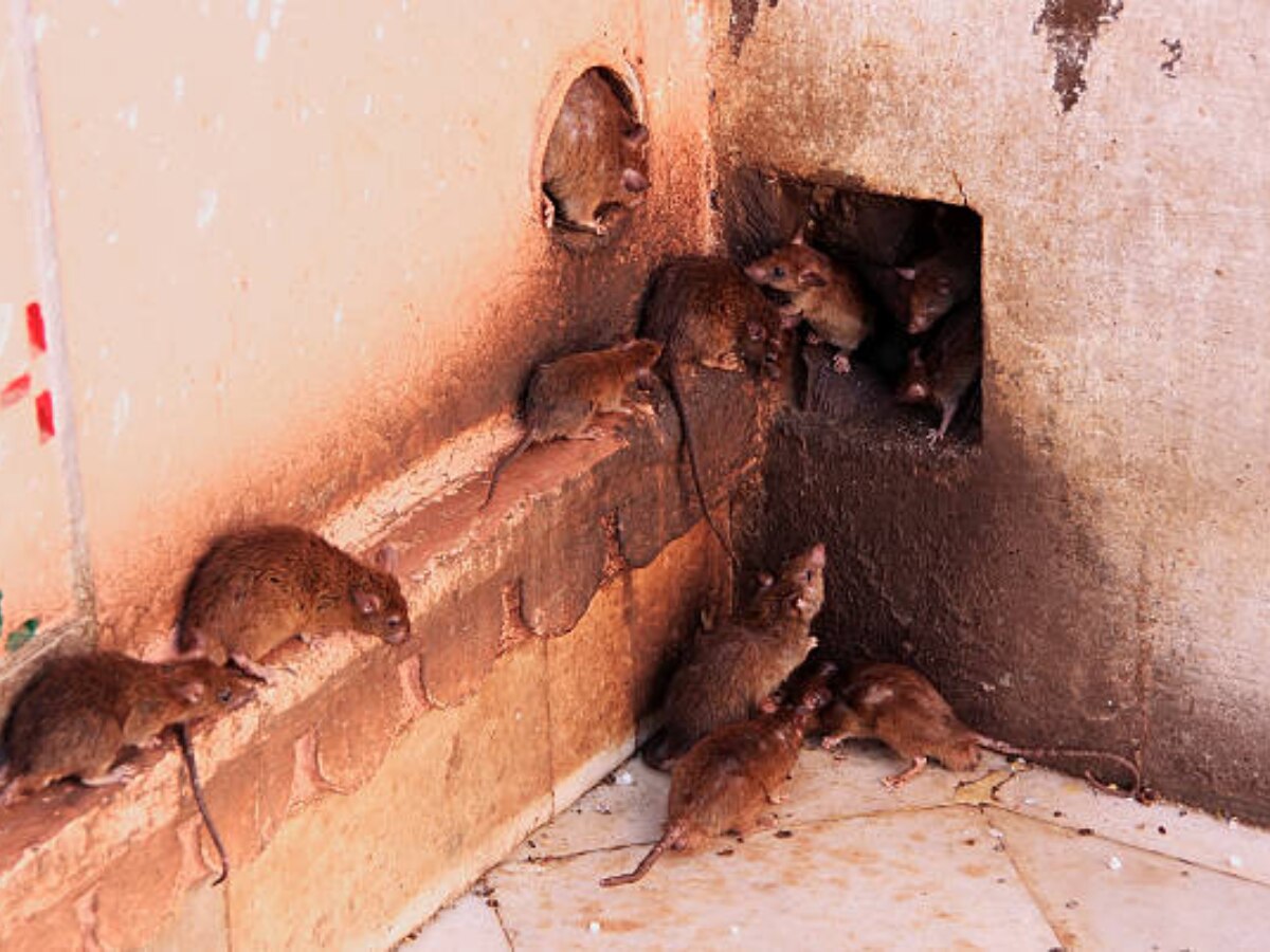 Jaipur News: चूहों का आतंक, स्टेट कैंसर अस्पताल में मरीजों की सेहत को खतरा, प्रिंसिपल ने लिया संज्ञान