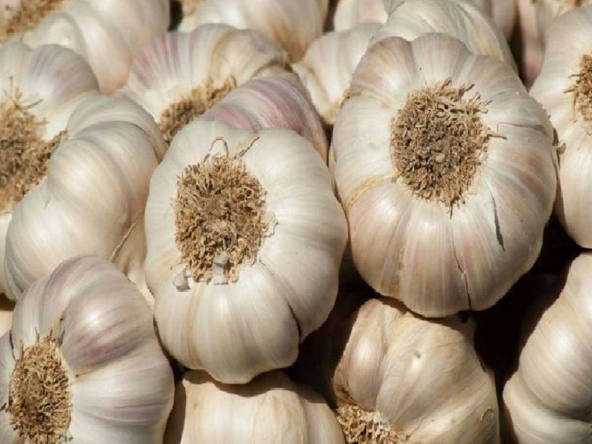 Kota News : रामगंज मंडी में आए चाइनीज लहसुन को गुस्साए किसानों ने बिकने से रुकवाया, 10 कट्टे छोड़ कर भागा व्यापारी