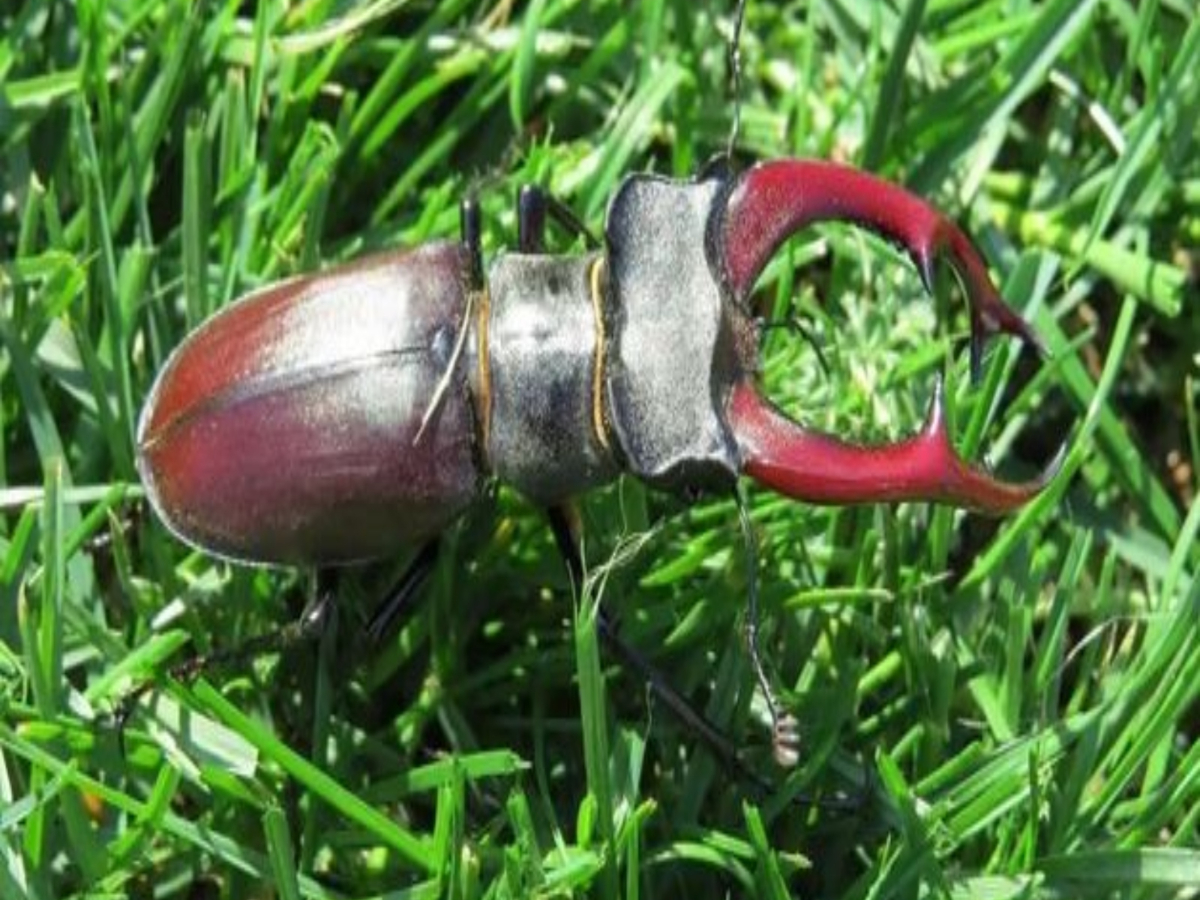 english Stag Beetle world most expensive insect price is so high that ...