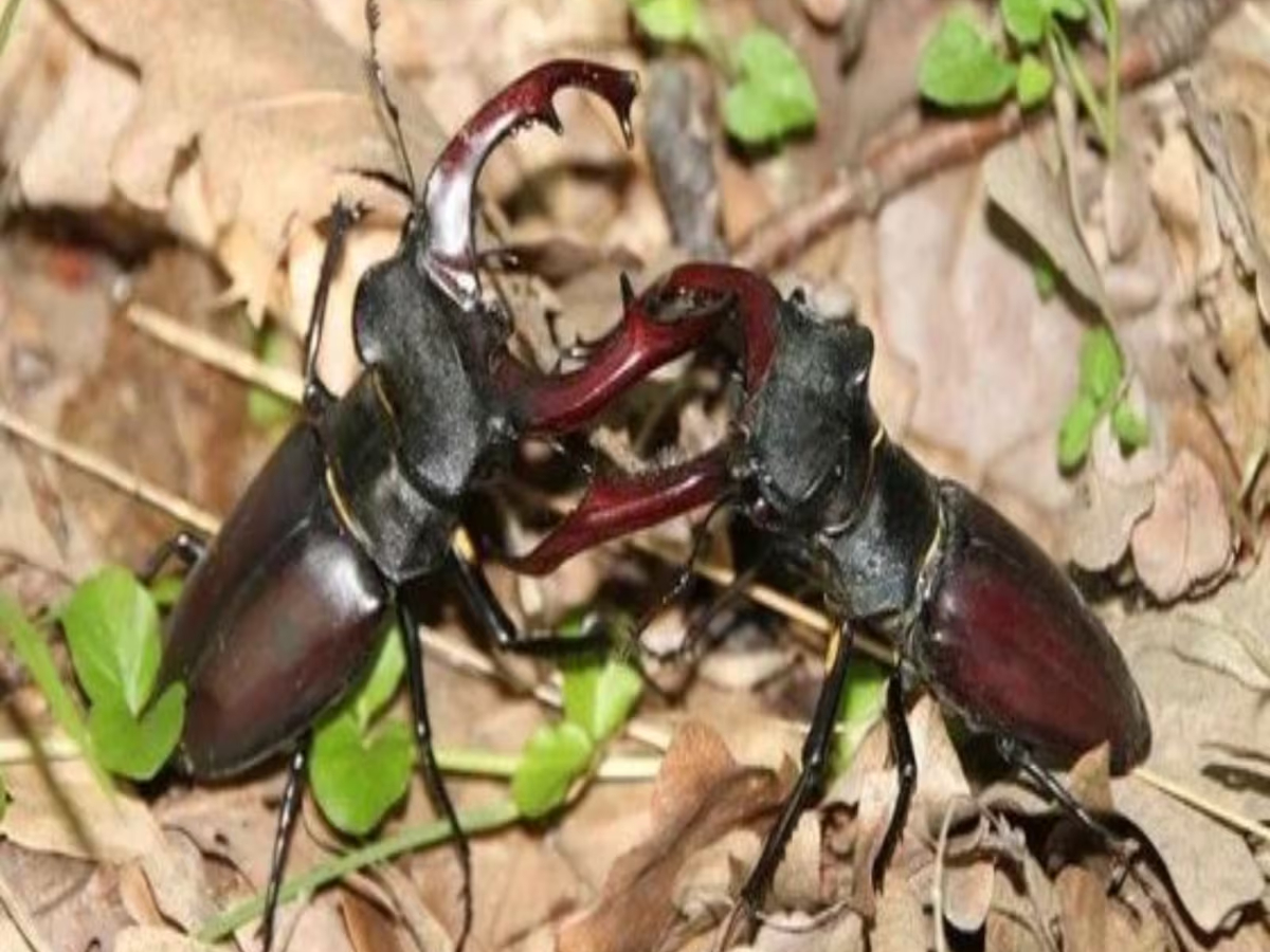 english Stag Beetle world most expensive insect price is so high that ...