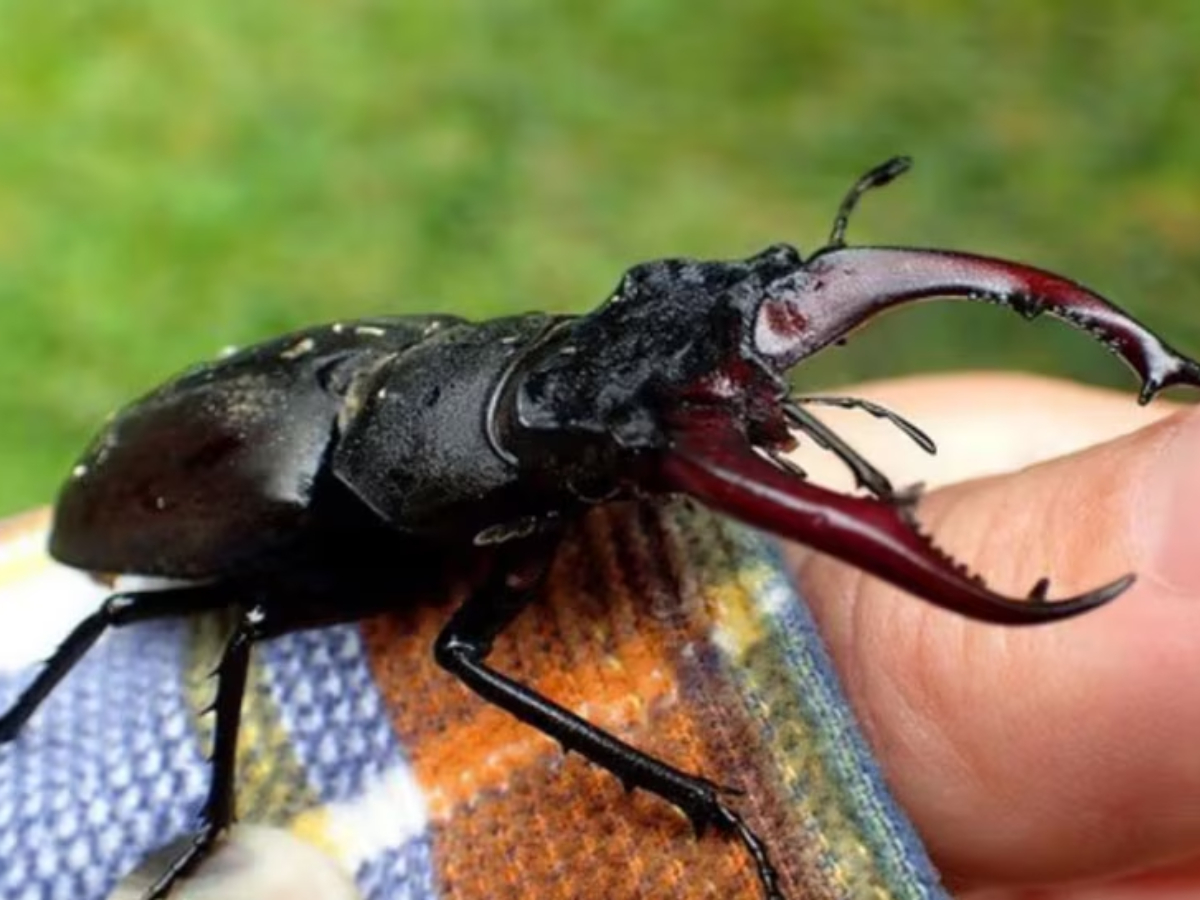 english Stag Beetle world most expensive insect price is so high that ...