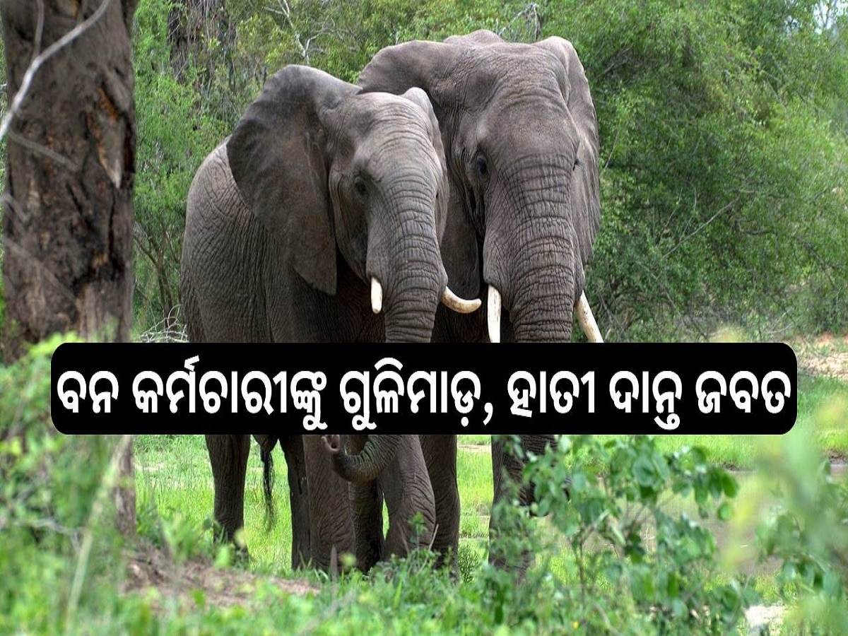 Odisha News: ବନ କର୍ମଚାରୀଙ୍କୁ ଗୁଳିମାଡ଼, ହାତୀ ଦାନ୍ତ ଜବତ