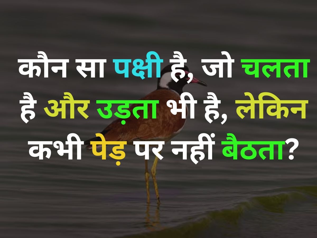 GK Quiz: ऐसा कौन सा पक्षी है, जो चलता है और उड़ता भी है, लेकिन कभी भी पेड़ पर नहीं बैठता?