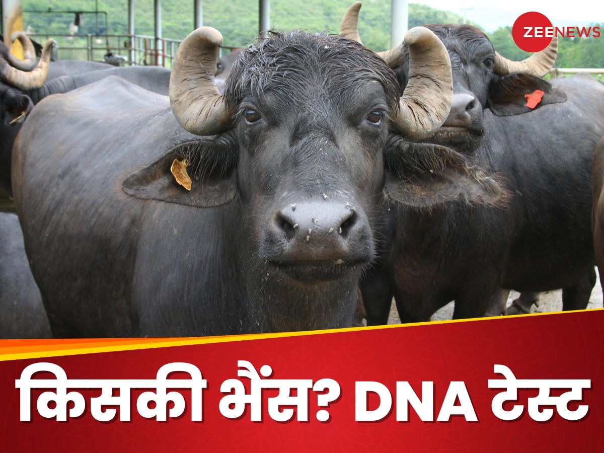 भैंस किसकी है.. दो गांव के लोग आपस में भिड़े, पता लगाने के लिए कराया गया DNA टेस्ट