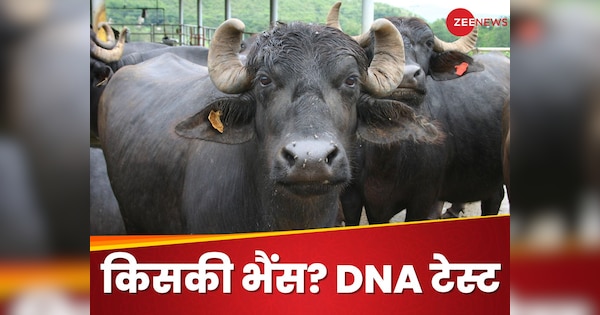 भैंस किसकी है.. दो गांव के लोग आपस में भिड़े, पता लगाने के लिए कराया गया DNA टेस्ट