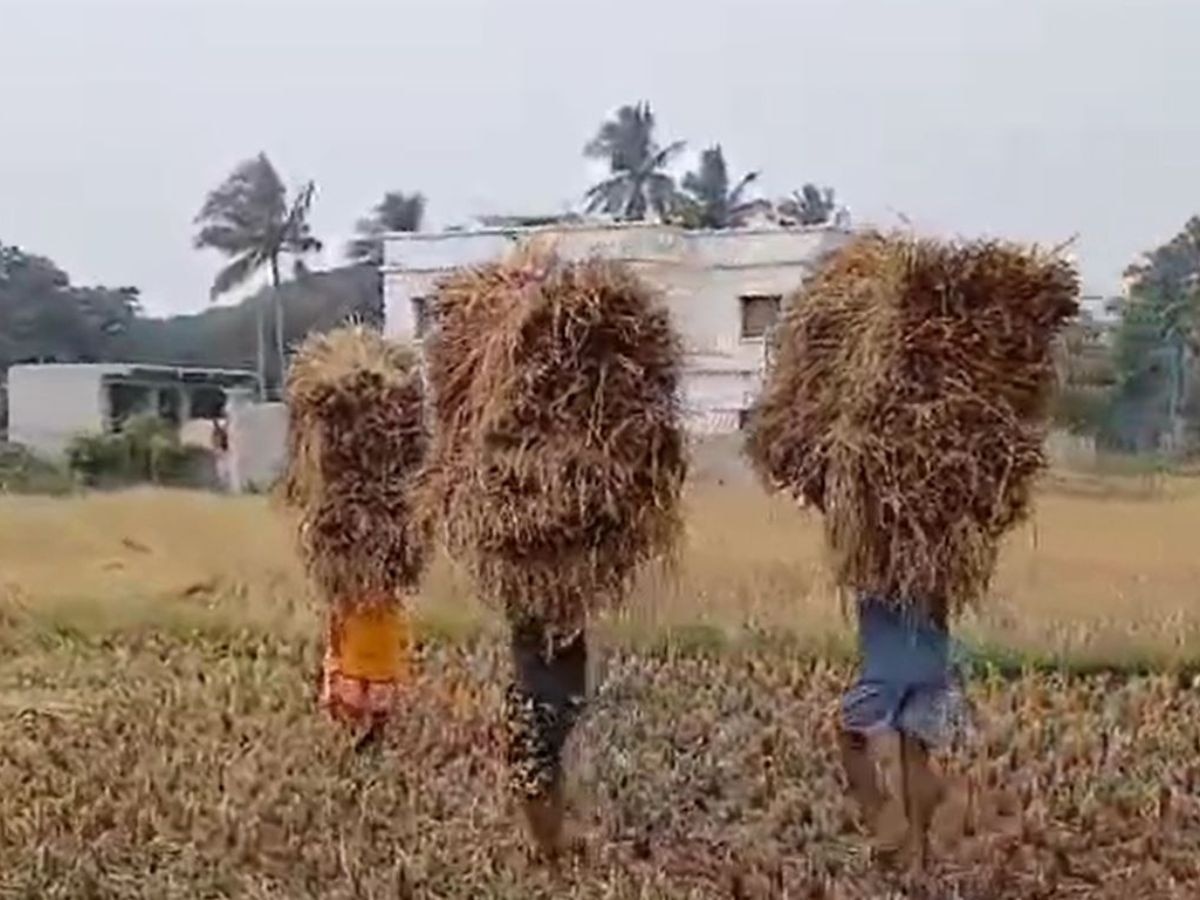 Odisha News: ଅମଳ ବେଳକୁ ଦାଉ ସାଧିଲା ବର୍ଷା, ଜଗତସିଂହପୁରରେ ଧାନ ଚାଷ ପ୍ରଭାବିତ