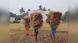 Odisha News: ଅମଳ ବେଳକୁ ଦାଉ ସାଧିଲା ବର୍ଷା, ଜଗତସିଂହପୁରରେ ଧାନ ଚାଷ ପ୍ରଭାବିତ