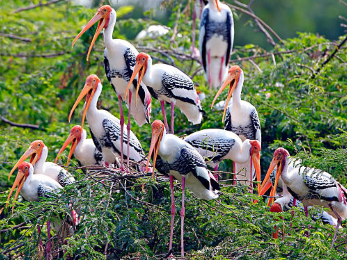 Bird Flu: राजस्थान के फलोदी जिले में 7 कुरजां की मौत के बाद अलर्ट, रिपोर्ट में हुई बर्ड फ्लू की पुष्टि, स्थानीय प्रशासन और वन विभाग में बढ़ी चिंता 