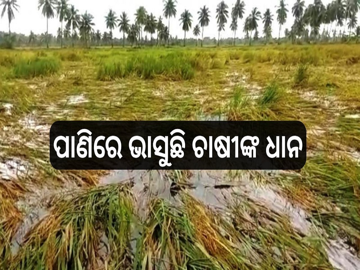 Crop Loss: ବର୍ଷା ଉଜାଡ଼ି ଦେଲା ଚାଷ, ପାଣିରେ ଭାଷୁଛି ଚଷା ପୁଅର ପରିଶ୍ରମ