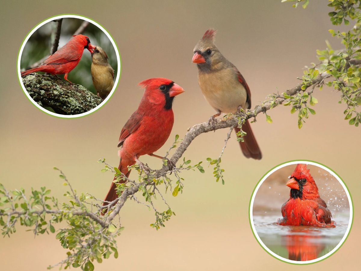 Northern Cardinals: क्रिसमस का सिंदूरी पंछी, खाना बदलता है इसका रंग और आवाज करती है मंत्रमुग्ध!