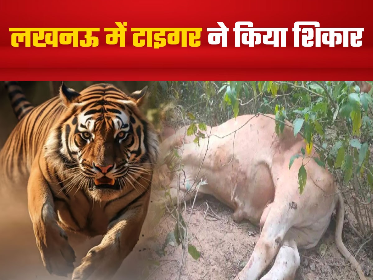 Tiger Attack in Lucknow