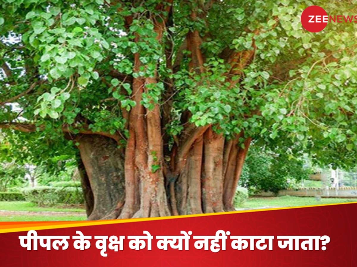 Peepal Tree: क्या पीपल के पेड़ पर वाकई होता है भूत-प्रेतों का वास? रात बिताने या काटने से क्यों डरते हैं लोग, जानें इससे जुड़ी मान्यताएं और रहस्य