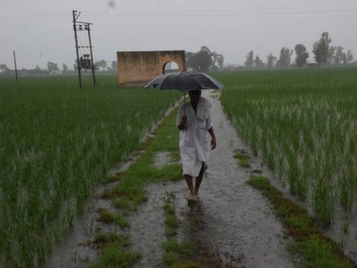 Haryana Rain: हल्की बारिश से खिले किसानों के चेहरे, इन फसलों को मिलेगा लाभ 