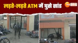 Watch Video: लड़ते-लड़ते ATM में घुसे सांड, लड़ाई का वीडियो वायरल