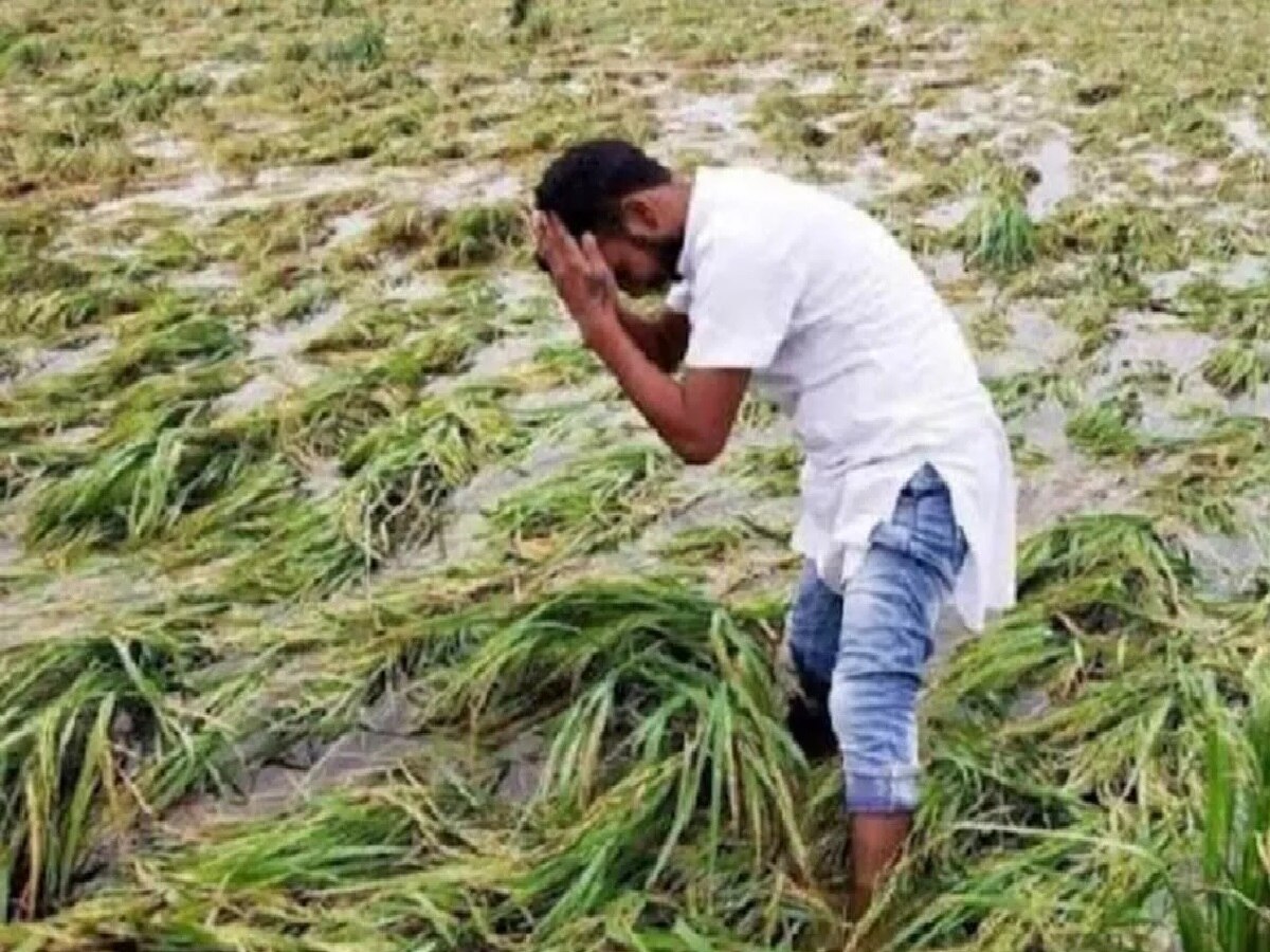 Bihar farmers hit weather potato wheat maize crops affected due to heat ...