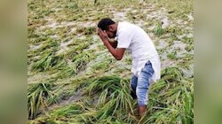 Bihar News: बिहार के किसानों पर मौसम की मार, दिसंबर में गर्मी से फसल प्रभावित 