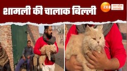 बिल्ली पर बवाल, पुलिस थाने में घंटों लगी पंचायत, पुलिस ने ऐसे खोज निकाला असली मालिक