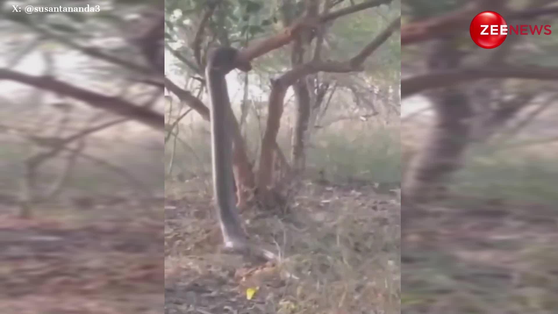 massive python climbing stand straight infront of big tree netizens ...