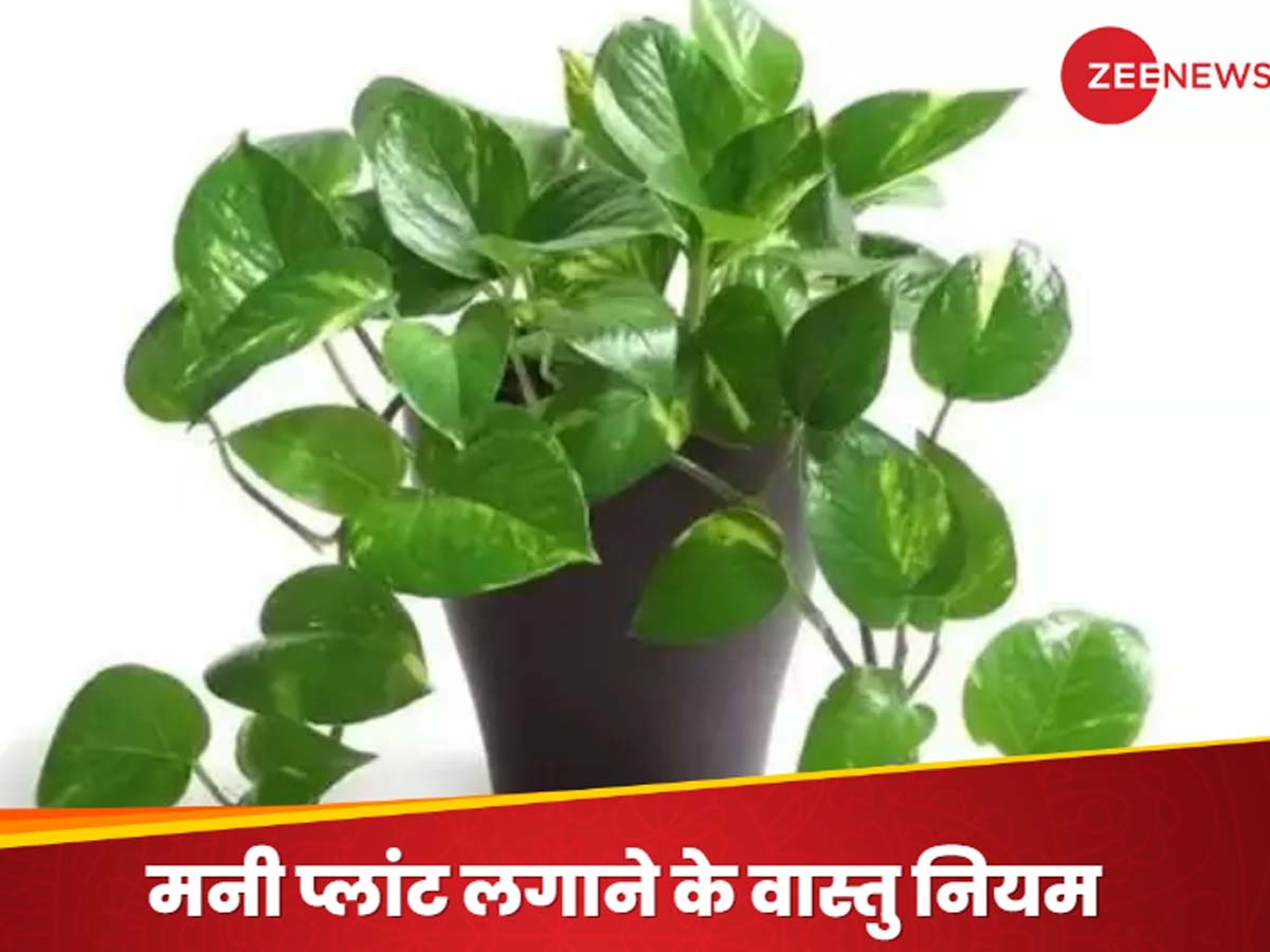 Money plant Vastu Niyam: क्या बेडरूम में मनी प्लांट लगाया जा सकता है? जान लें वास्तु नियम वरना कहीं पड़ न जाए पछताना