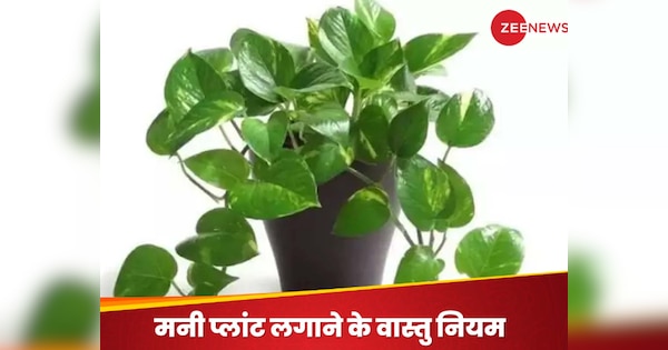 Money plant Vastu Niyam: क्या बेडरूम में मनी प्लांट लगाया जा सकता है? जान लें वास्तु नियम वरना कहीं पड़ न जाए पछताना