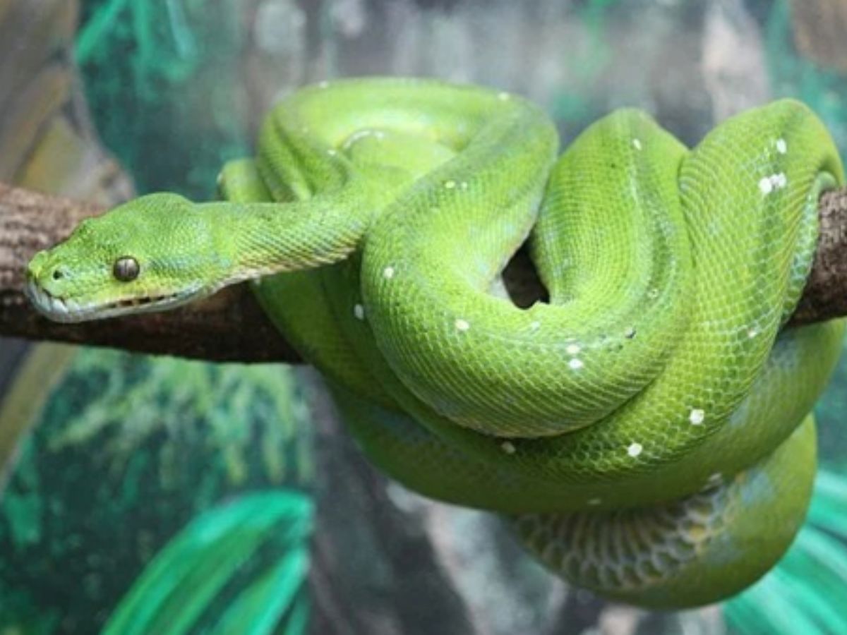 Wild Life | Snake activities in winter | snake venom | Why snakes not ...