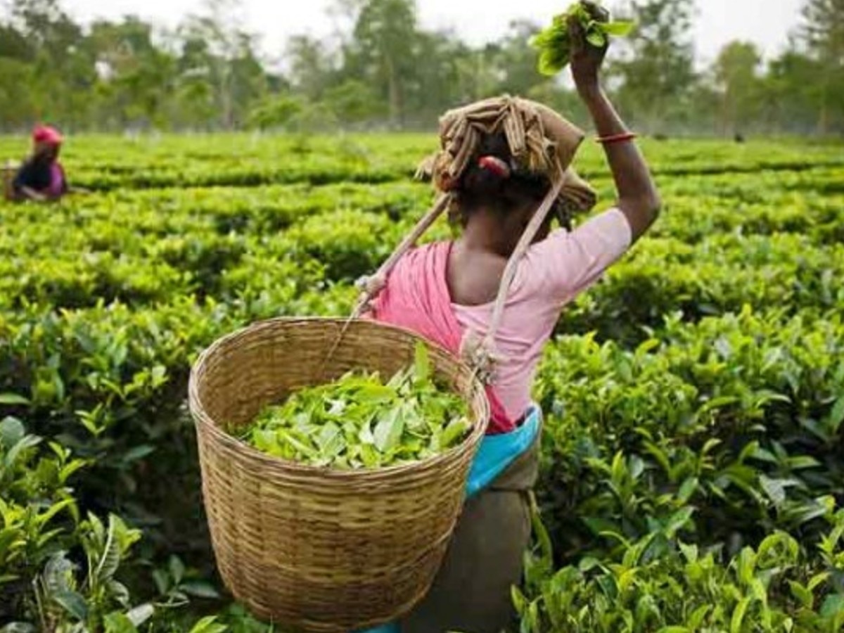 Tea Production: चाय के कुल उत्पादन में 10 करोड़ किलोग्राम से अधिक की गिरावट आने की जताई जा रही आशंका