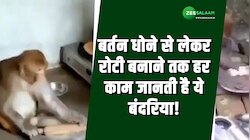 Video: बर्तन धोने से लेकर रोटी बनाने तक हर काम जानती है ये बंदरिया!