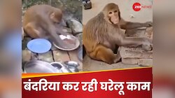 बंदरिया रानी ने पकाई रोटी, धुले बर्तन, सिल-लोढ़े से पीसी चटनी... जानें आखिर क्यों?