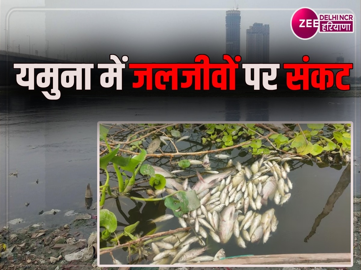 Toxic Yamuna: यमुना में तड़प-तड़पकर मर रही जल की रानी, लोगों की गुहार-इन्हें बचा लो सरकार