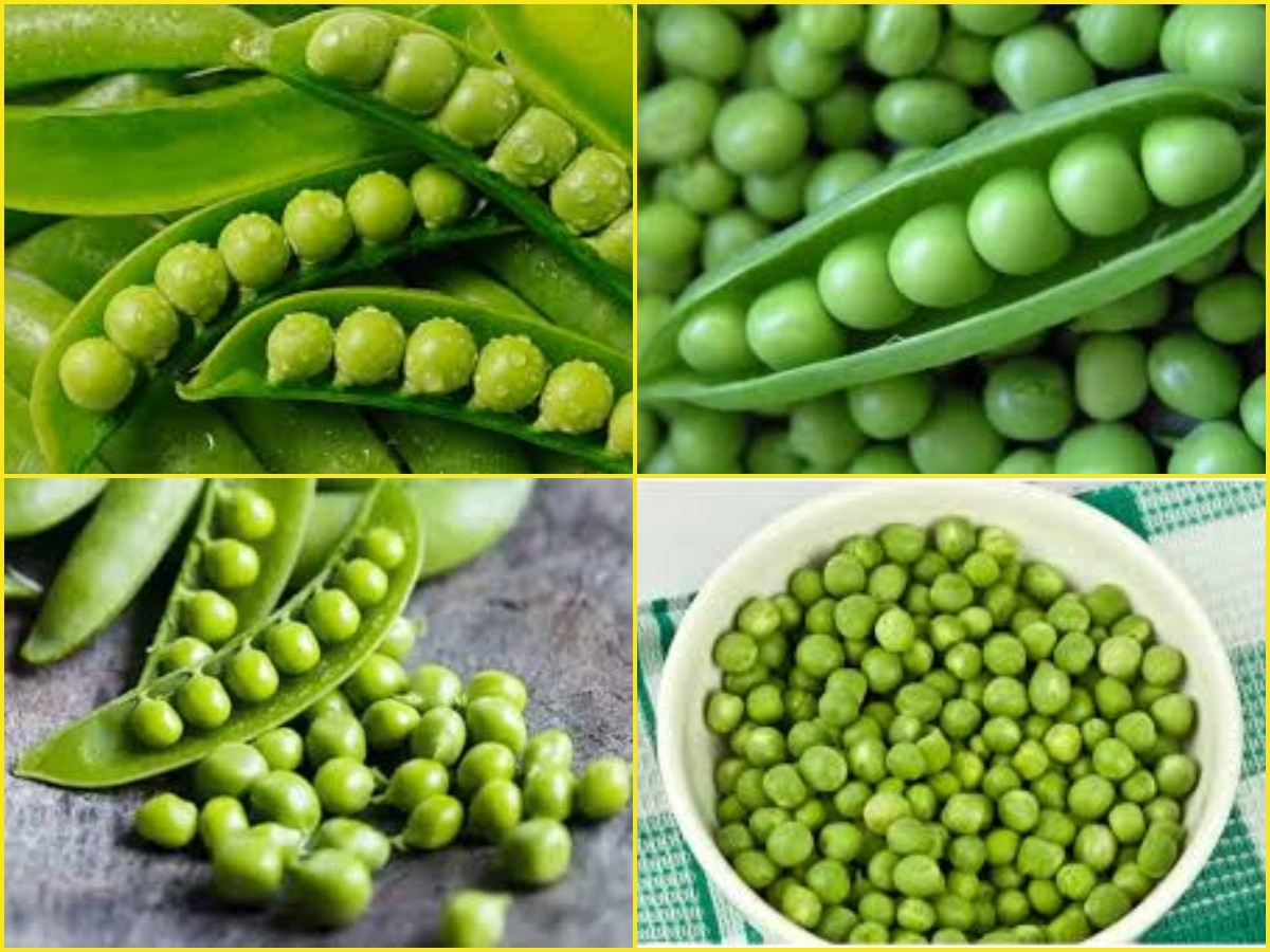 Green Peas: हरी मटर को डाइट में करें शामिल, बनी रहेगी सेहत