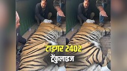 Tiger Video: टाइगर 2402 को ट्रेंकुलाइज कर लगाया गया रेडियो कॉलर, देखें वीडियो