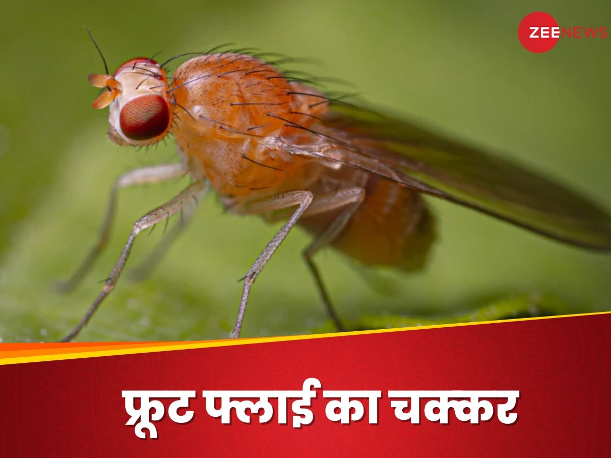 Fruit Fly: सबसे महत्वपूर्ण जीवों में से एक है फलों पर मंडराने वाली फ्रूट फ्लाई