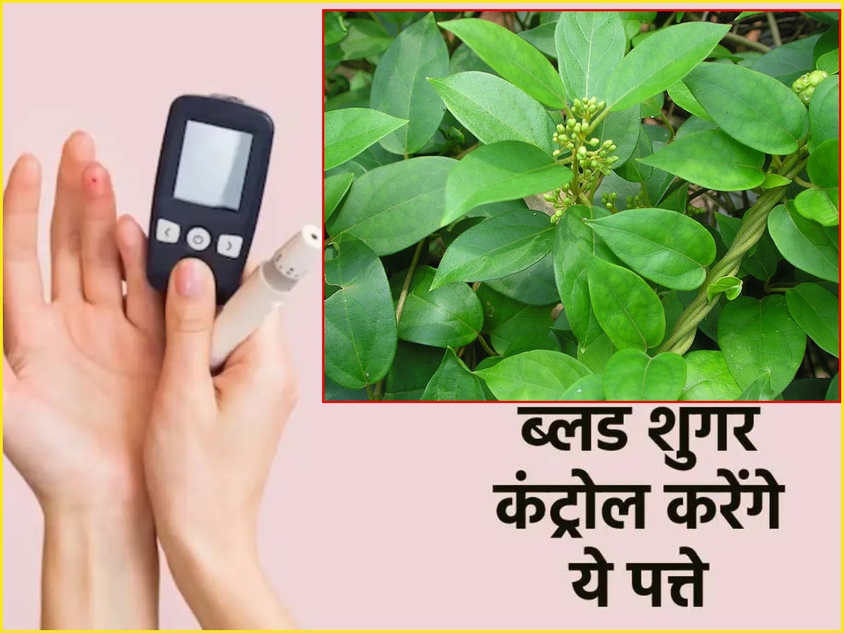 Blood sugar: गुड़मार है रामबाण औषधि, ब्लड शुगर वालों के लिए है वरदान