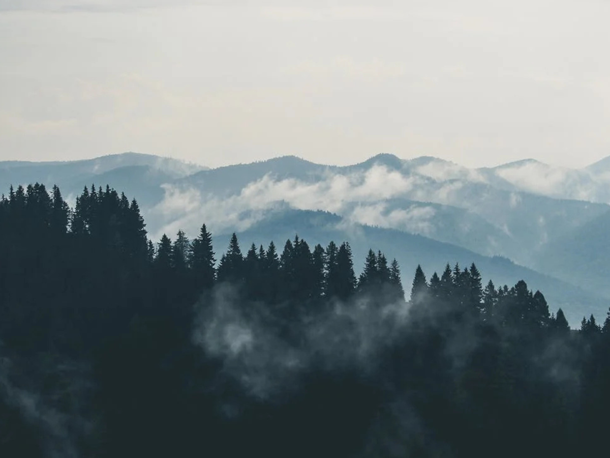 Weather Update: कोहरे की चादर से घिरी राजधानी, यूपी, पंजाब-हरियाणा में बड़ी ठिठुरन, पहाड़ों में माइनस तक पहुंचा तापमान