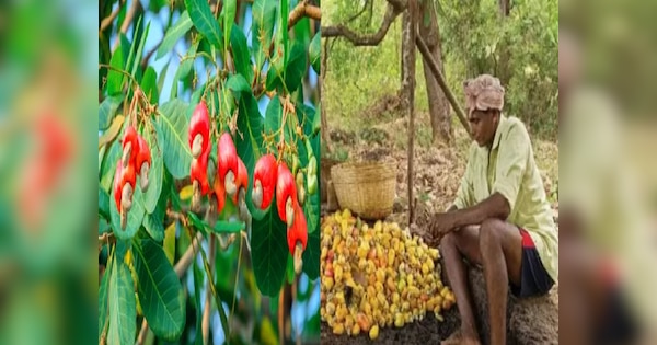 Cheapest Dry Fruits Market: झारखंड के इस बाजार रद्दी के भाव बिकता है काजू, बोरा भरकर ले जाते हैं लोग