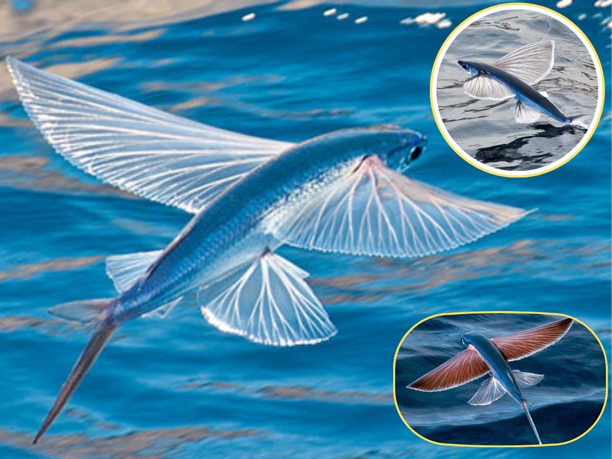 Flying Fish Unknown facts | Water and Air Fish | King of the Gliders ...