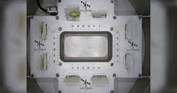 जलवा है भाई, ISRO ने तो धागा खोल दिया... स्पेस में उगा दिए बीज, निकलेंगे लोबिया के पत्ते