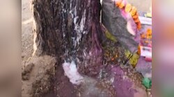 जैसलमेर में नीम के पेड़ से झाग निकलना बना गणित का प्रशन, अजीब घटना बनी चर्चा का विषय