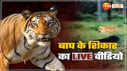 बुलेट रफ्तार से दौड़े बाघ ने दबोचा सुअर, शिकार का LIVE वीडियो देख कांप गए टूरिस्ट