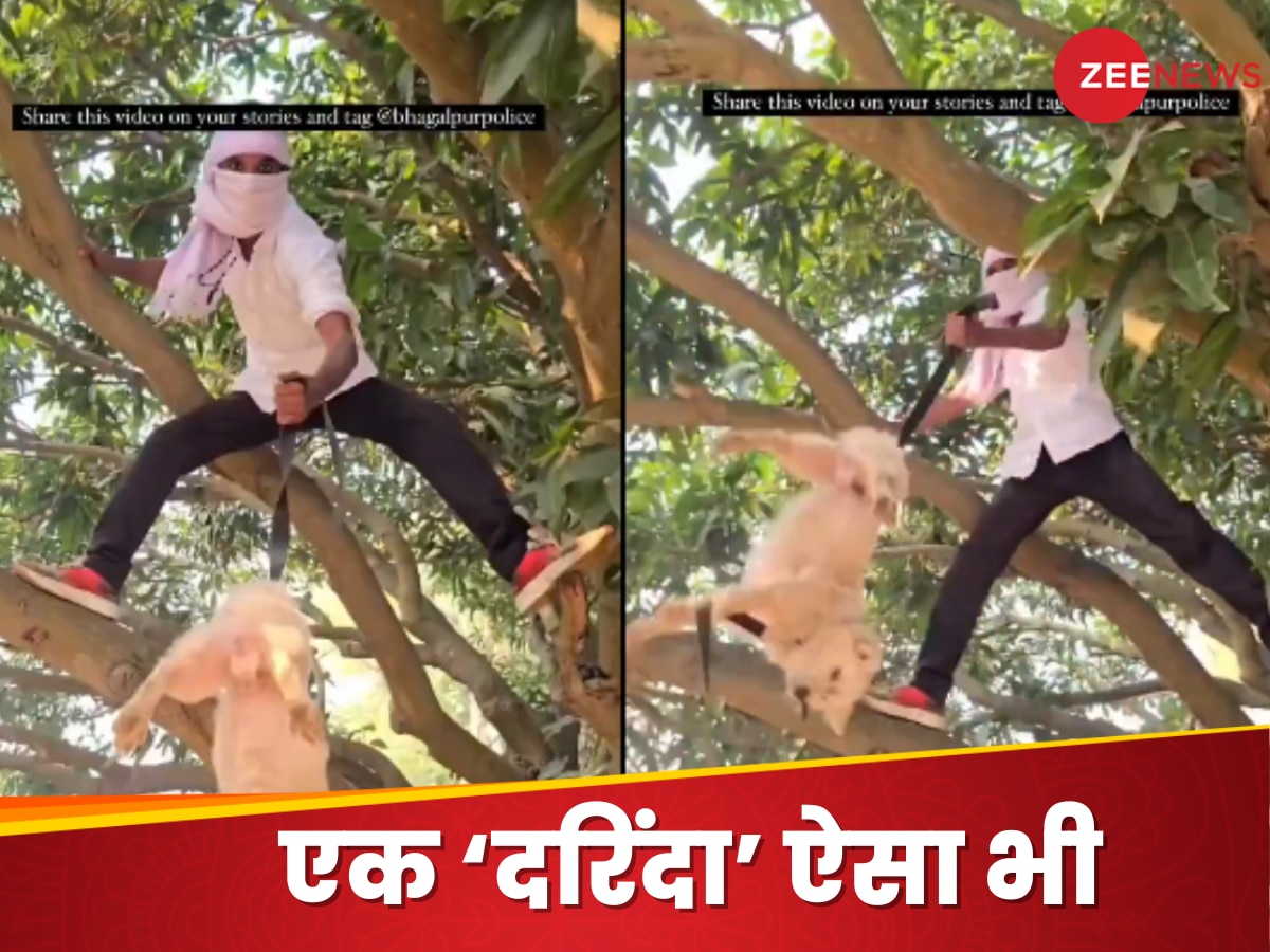 Watch: कुत्ते के साथ क्रूरता: रील बनाने के लिए शख्स ने मारे लात-घूंसे और पेड़ से लटकाया, वीडियो देख फूटा लोगों का गुस्सा!