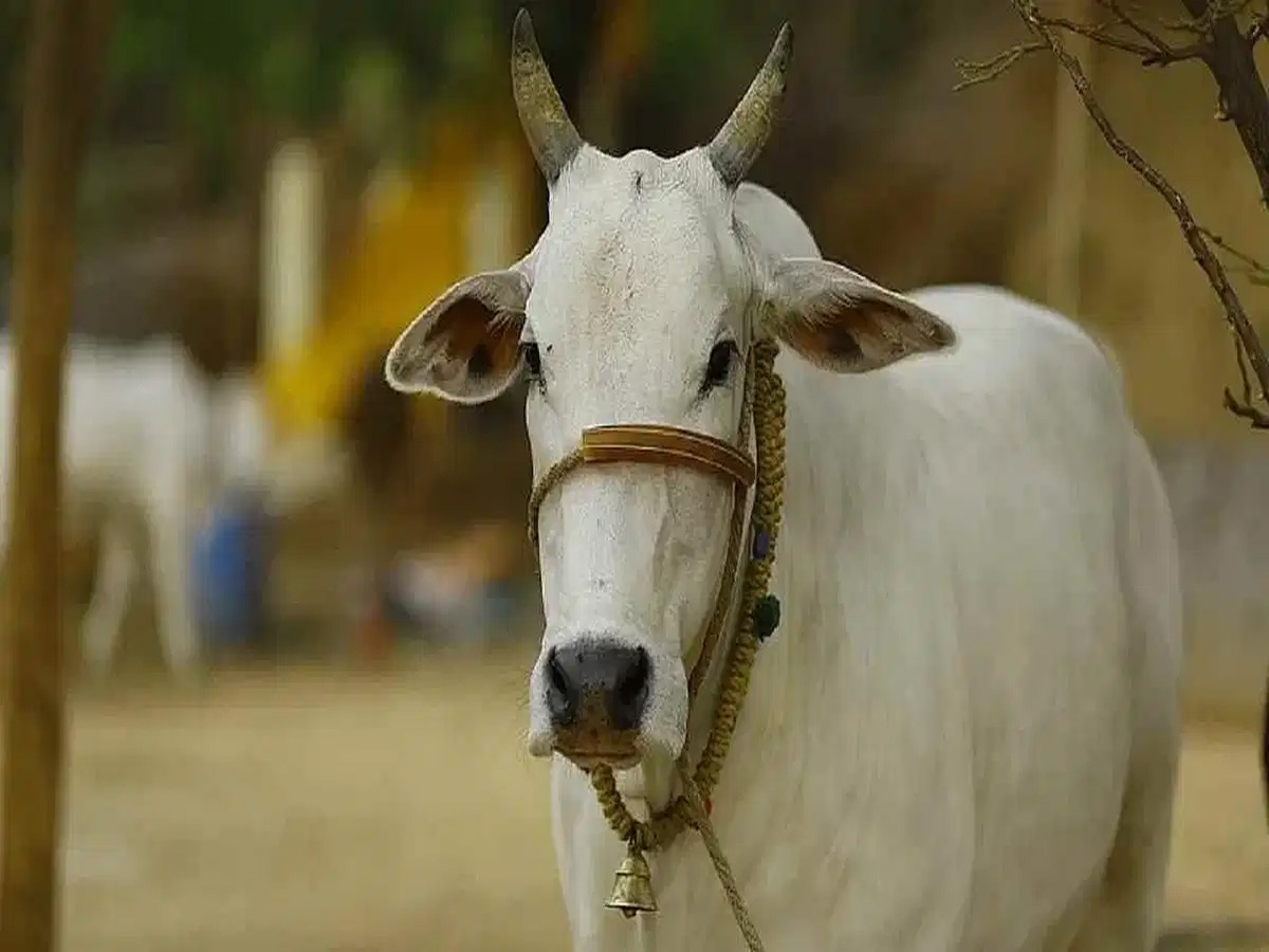 Jodhpur: सऊद और अकरम पर लगा गौहत्या का इल्जाम, तो मुस्लिम समुदाय ने उठा लिया बड़ा कदम