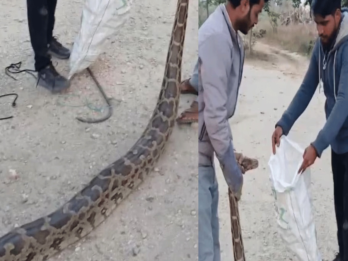 Rajasthan news 13 feet long python caught in Beawar Ajmer ajab gajab news