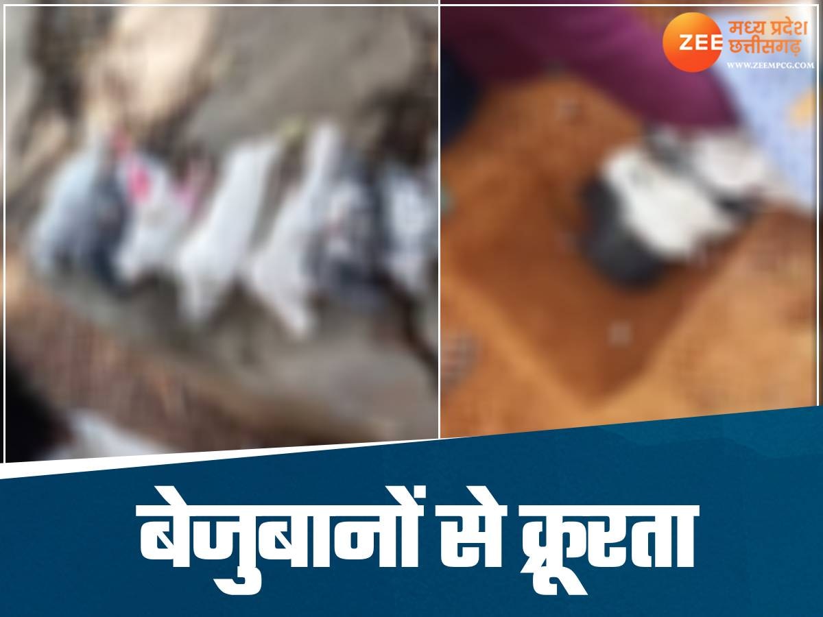 महिला ने बच्चों की तरह छत पर पाले 28 कबूतर, पड़ोसी ने गर्दन मरोड़कर मारडाला