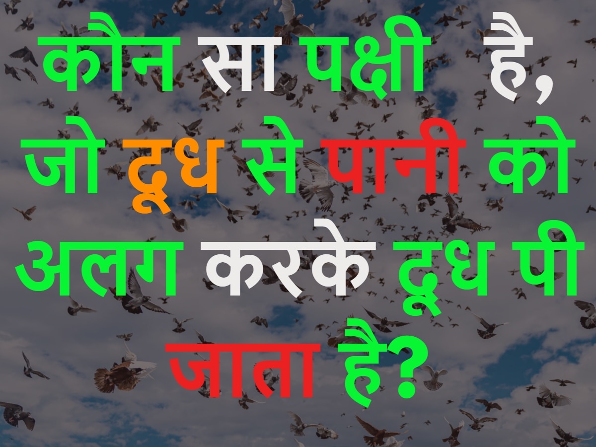 GK Quiz: कौन सा पक्षी है जो दूध से पानी को अलग करके दूध पी जाता है?