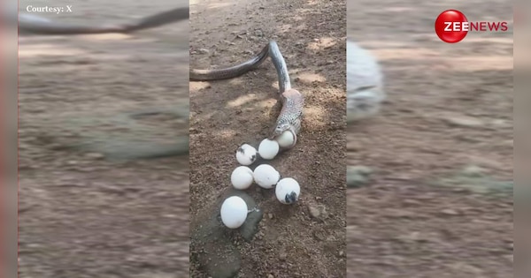 serpent spits out 11 eggs from mouth people get confused after watching ...