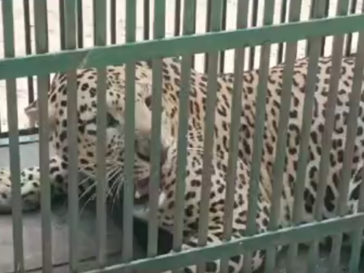 Panther captured in cage