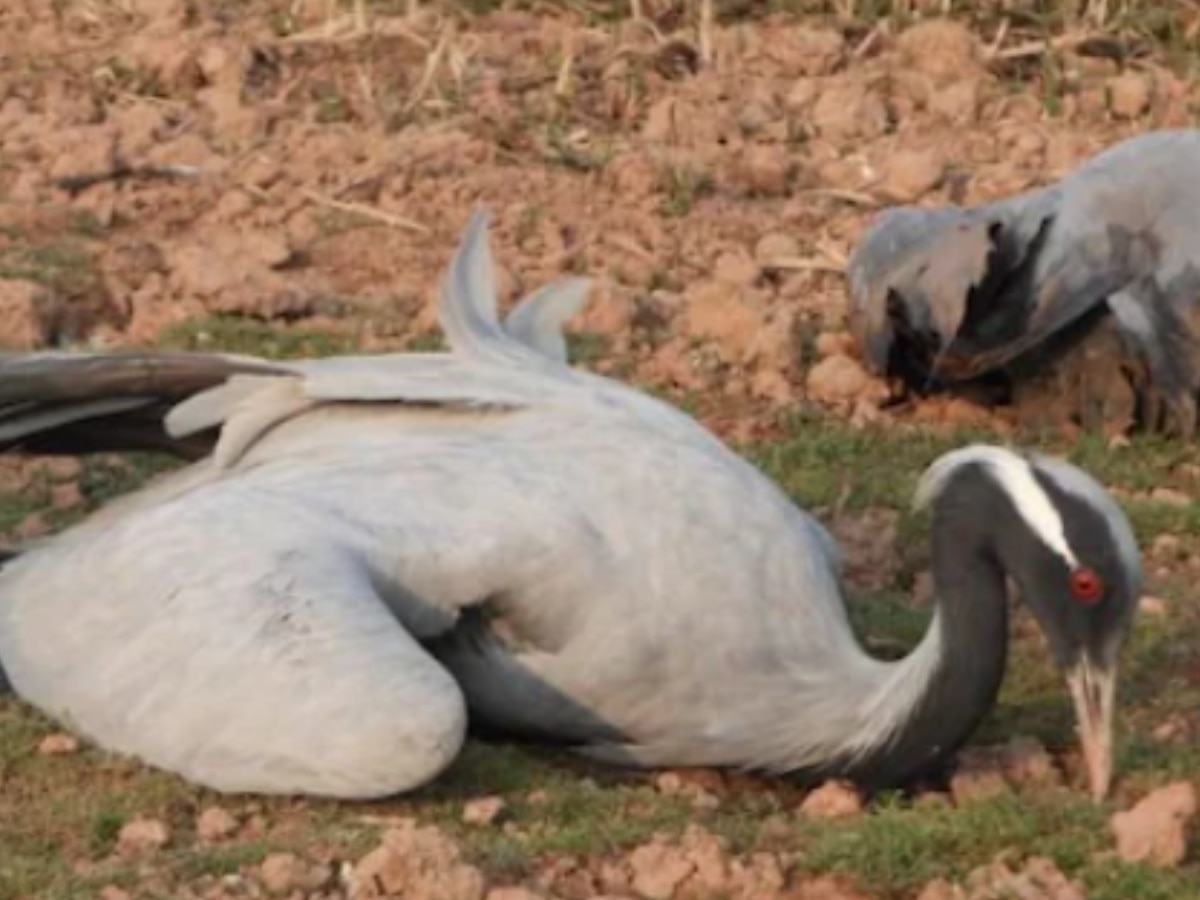 Jaisalmer News: कुरजा पक्षियों की मौत से जैसलमेर में अलर्ट, बर्ड फ्लू की जांच जारी, लुणेरी तालाब में 6 प्रवासी पक्षियों की गई जान 