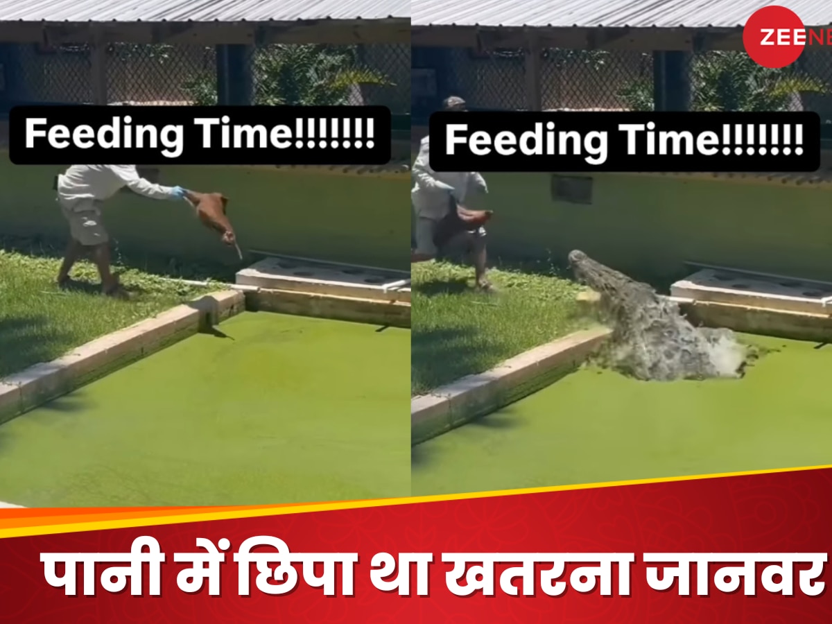  Watch: पानी में जमी काई के नीचे छिपा था खतरनाक जीव, चारा डालते ही निकला 'खूंखार राक्षस', देखें Video