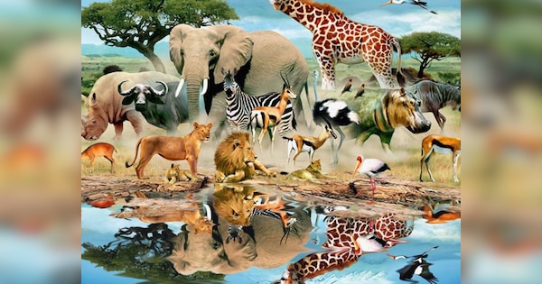 Unique animals that die after giving birth to offspring | General ...