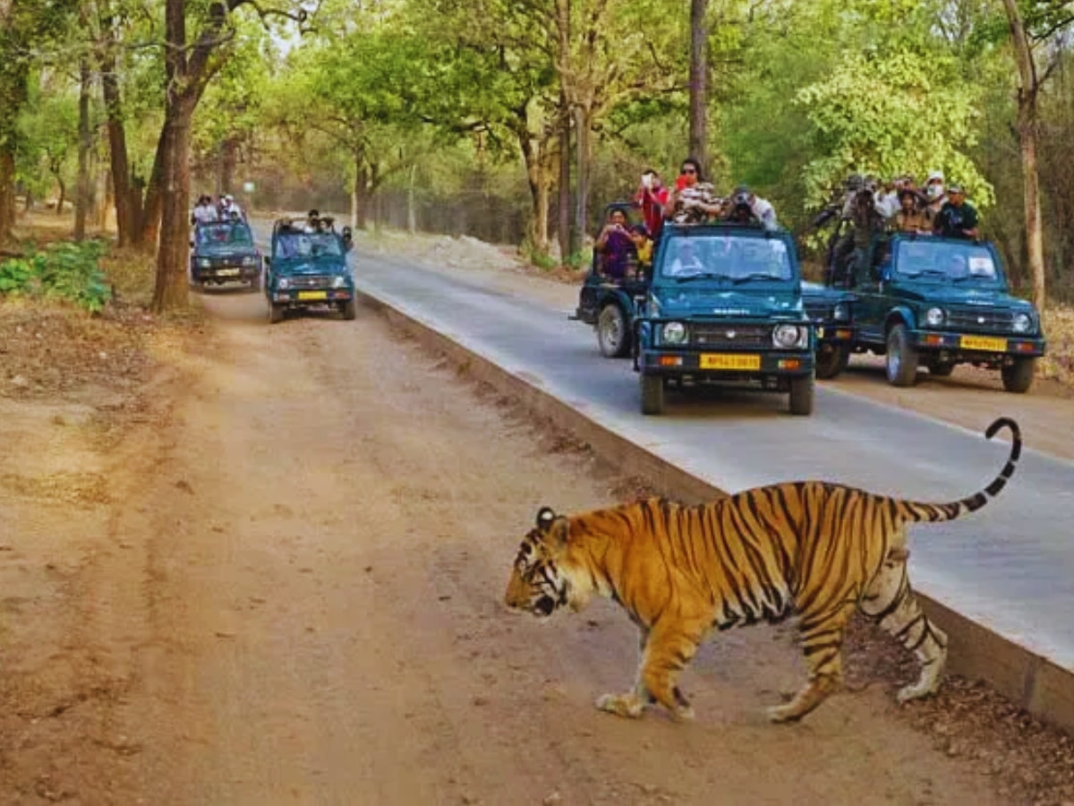 use of AI in bandhavgarh tiger reserve